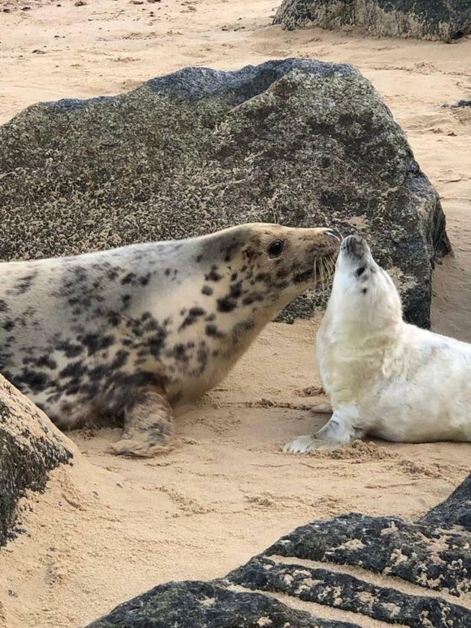 The Pollywiggle, Waxham, Nr Sea Palling Dog Friendly, Private Walk To The Beach Norwich Luaran gambar